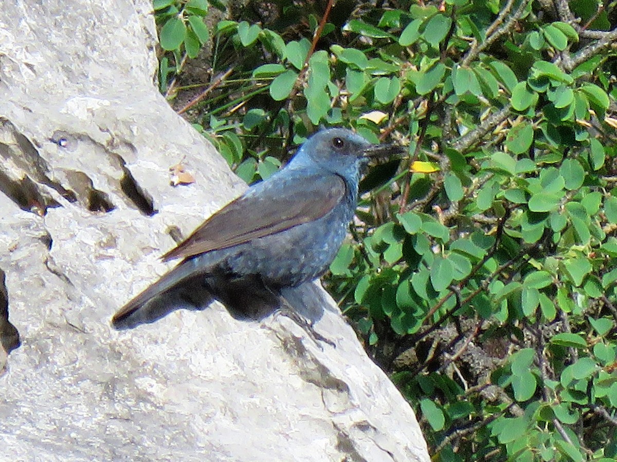 Blue Rock-Thrush - ML591273121