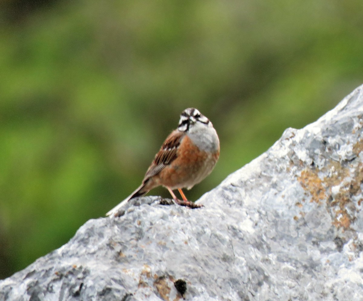 Rock Bunting - ML591273151