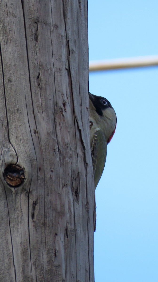 Eurasian Green Woodpecker - Carmelo de Dios