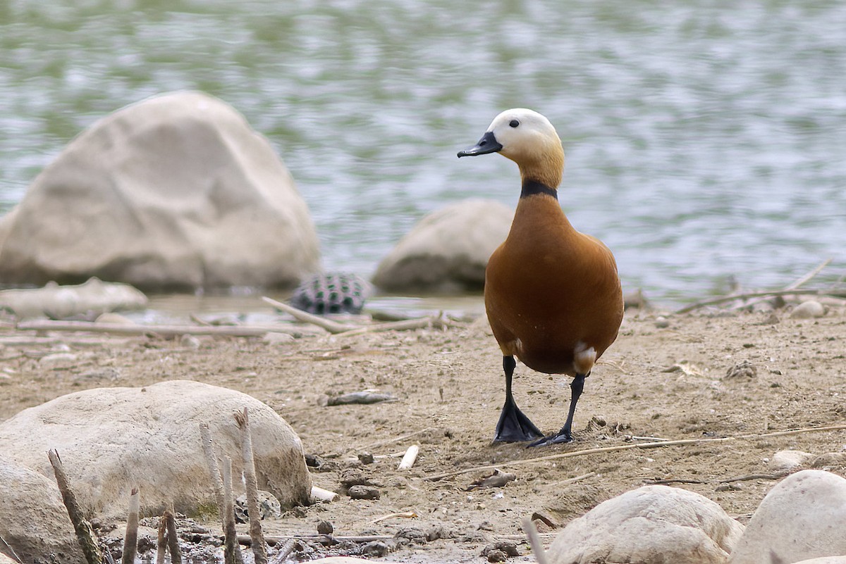 Ruddy Shelduck - ML591276061