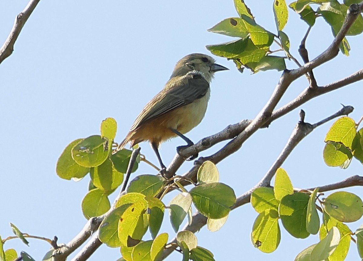 Pájaro Moscón Africano (grupo caroli) - ML591276481