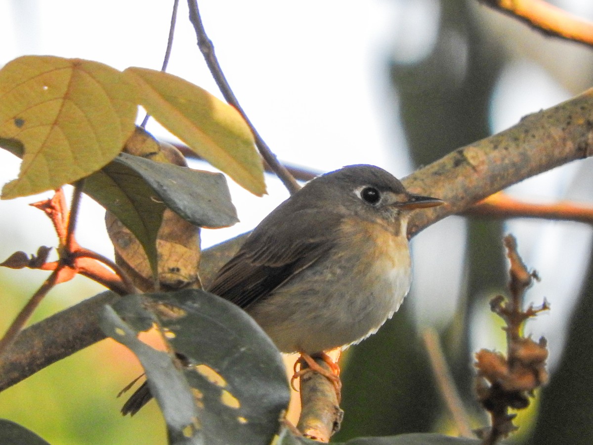 Brown-breasted Flycatcher - ML591277381
