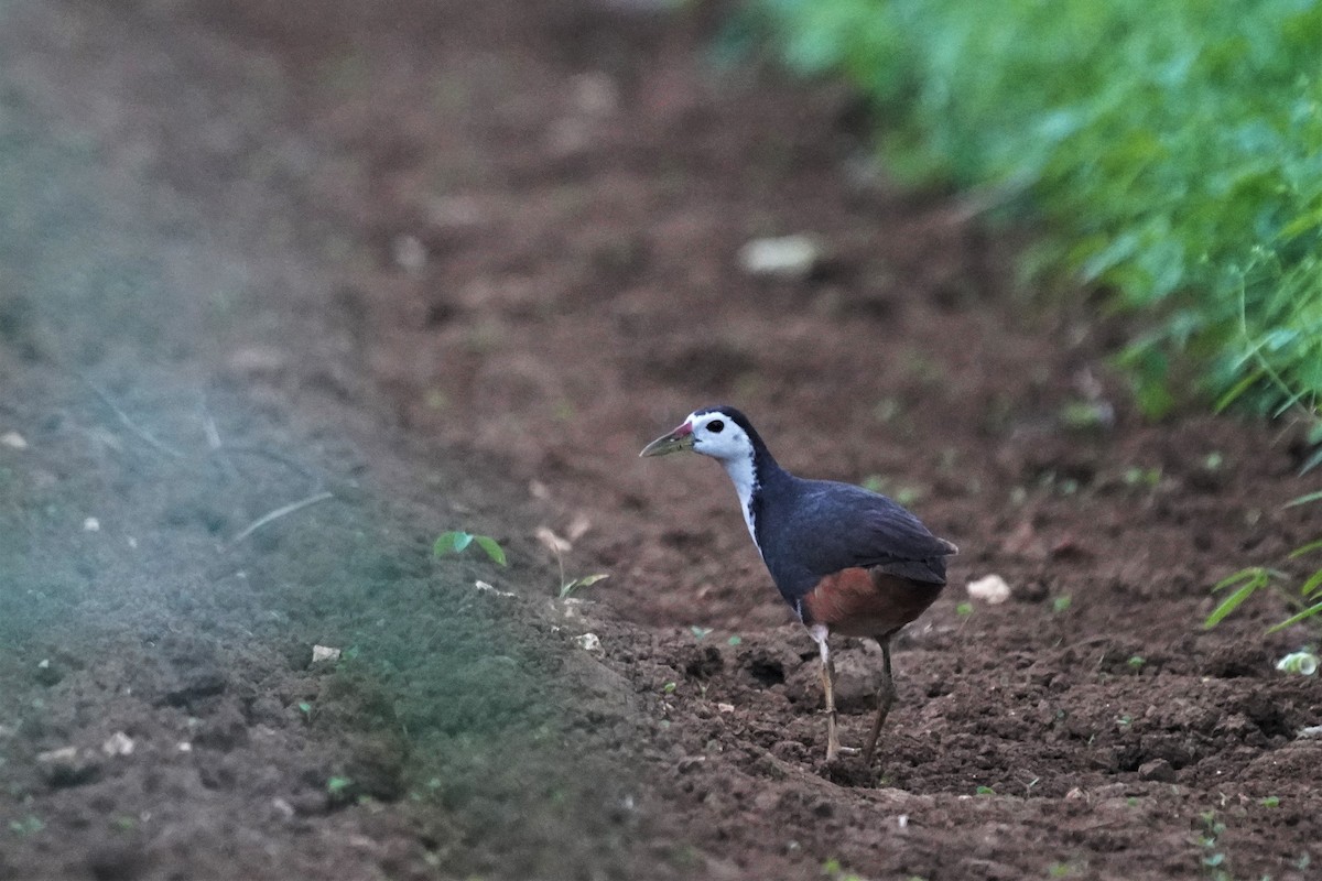 White-breasted Waterhen - ML591277521