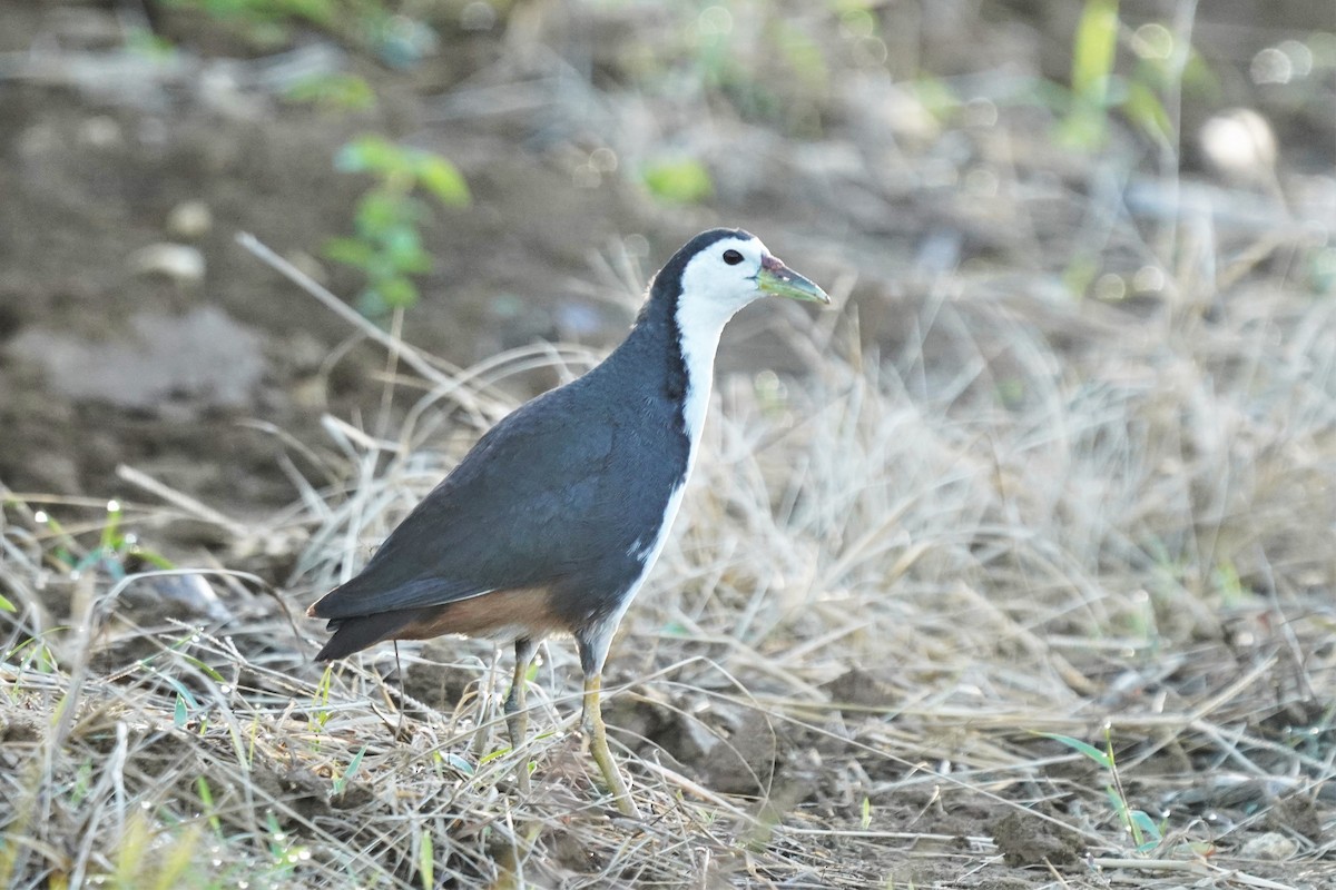 White-breasted Waterhen - Hikawa Takeshi