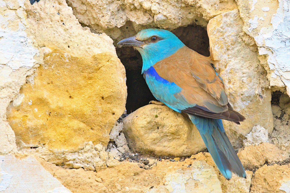 כחל מצוי - ML591277681