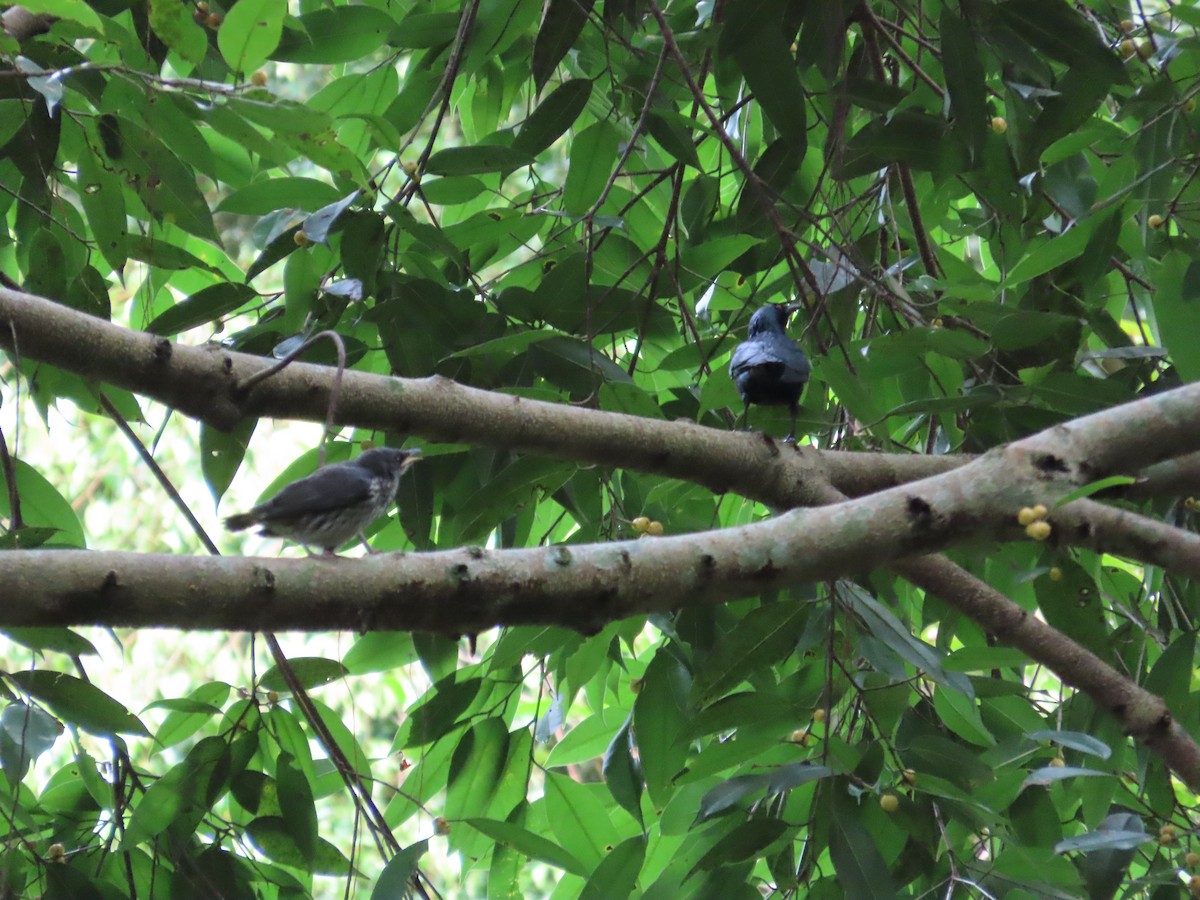 Asian Glossy Starling - ML591278021