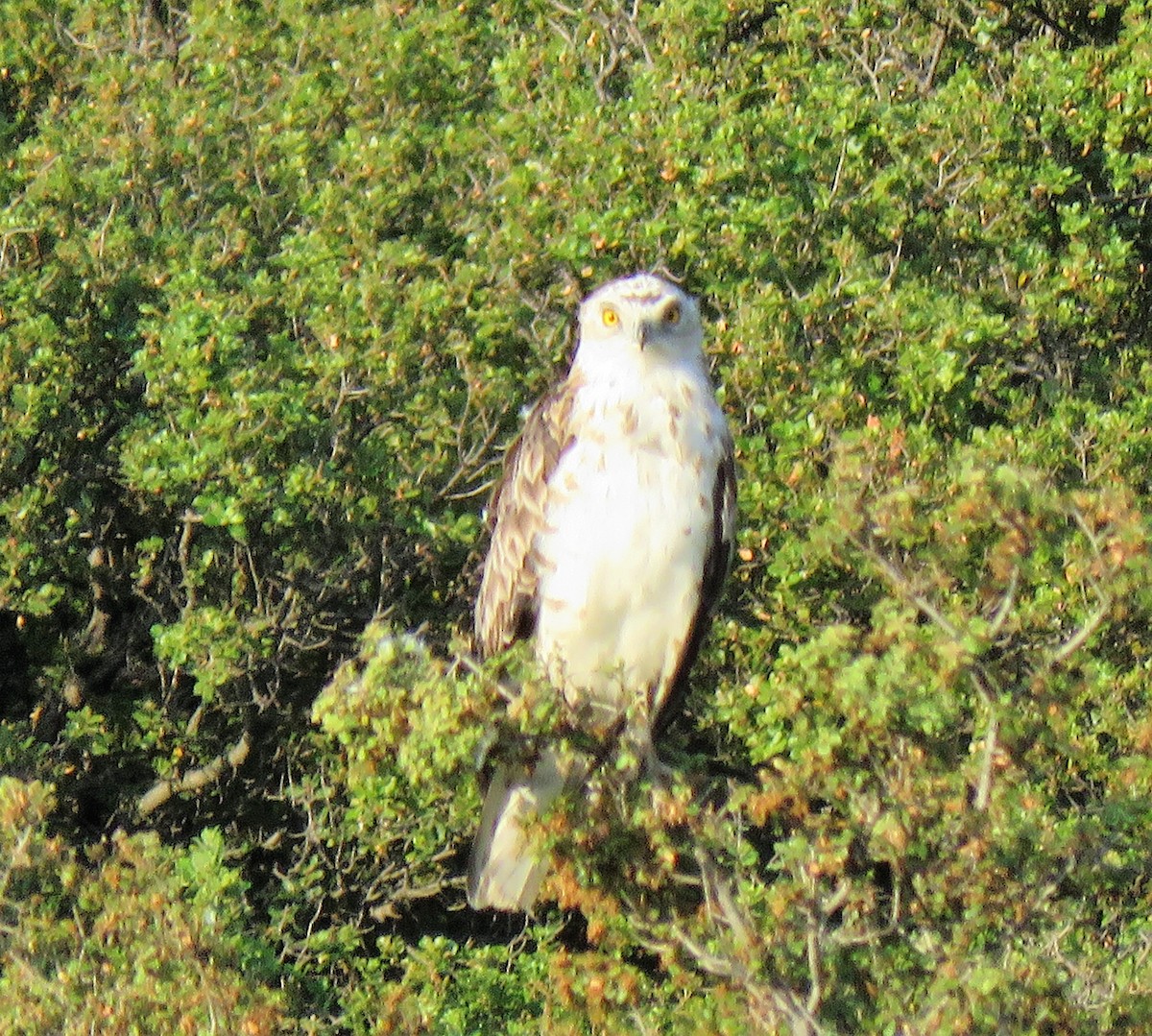 Short-toed Snake-Eagle - ML591278201