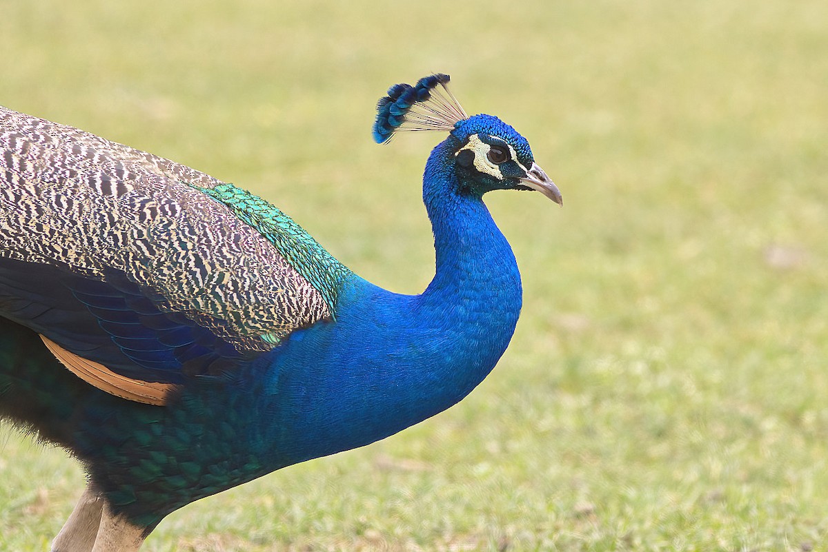 Indian Peafowl - ML591278371