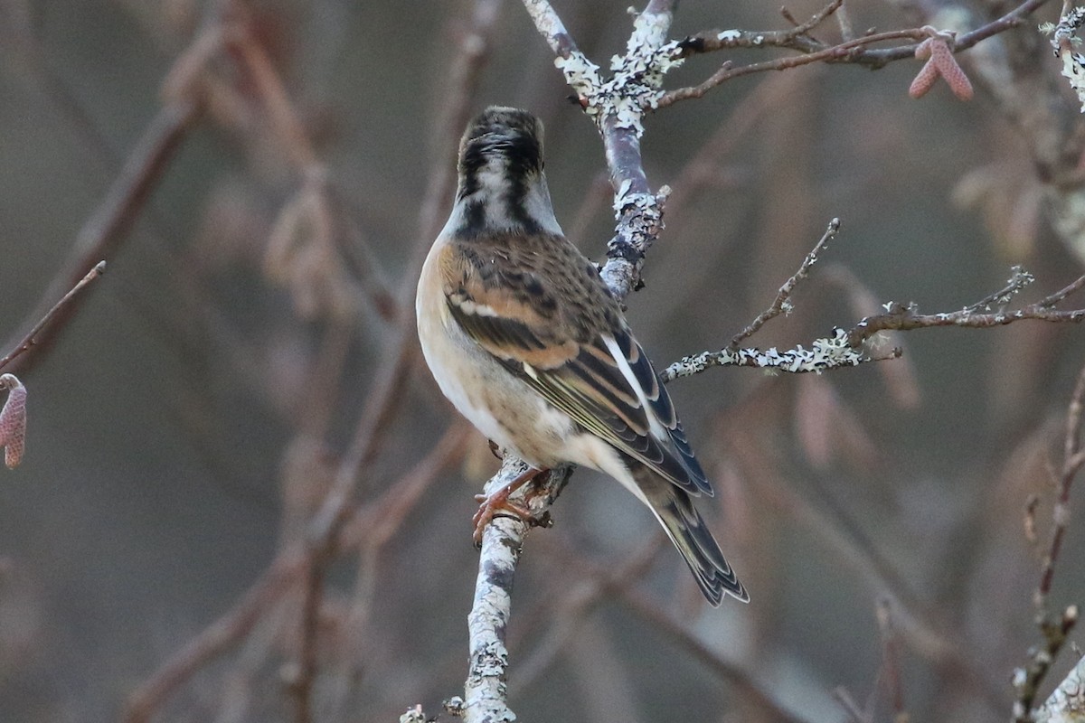 Brambling - ML591278391