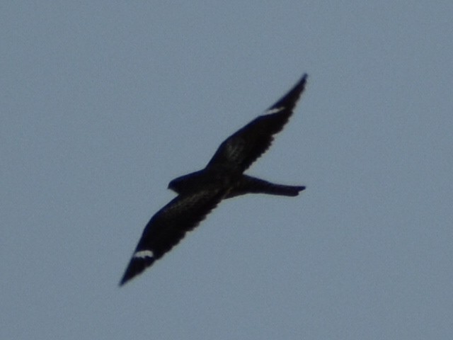 Common Nighthawk - ML591279161