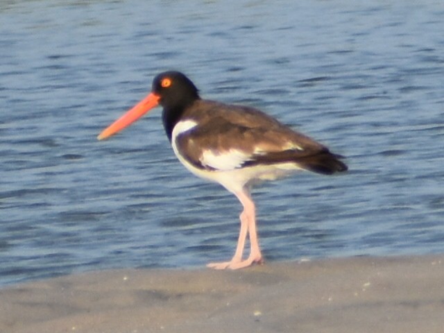 American Oystercatcher - ML591279211