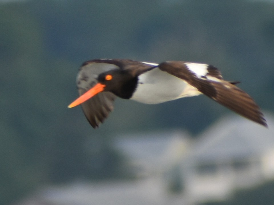 American Oystercatcher - ML591279231