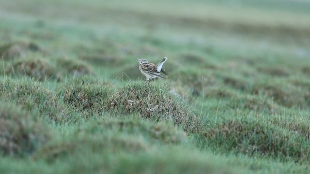 Tibetan Lark - ML591279321