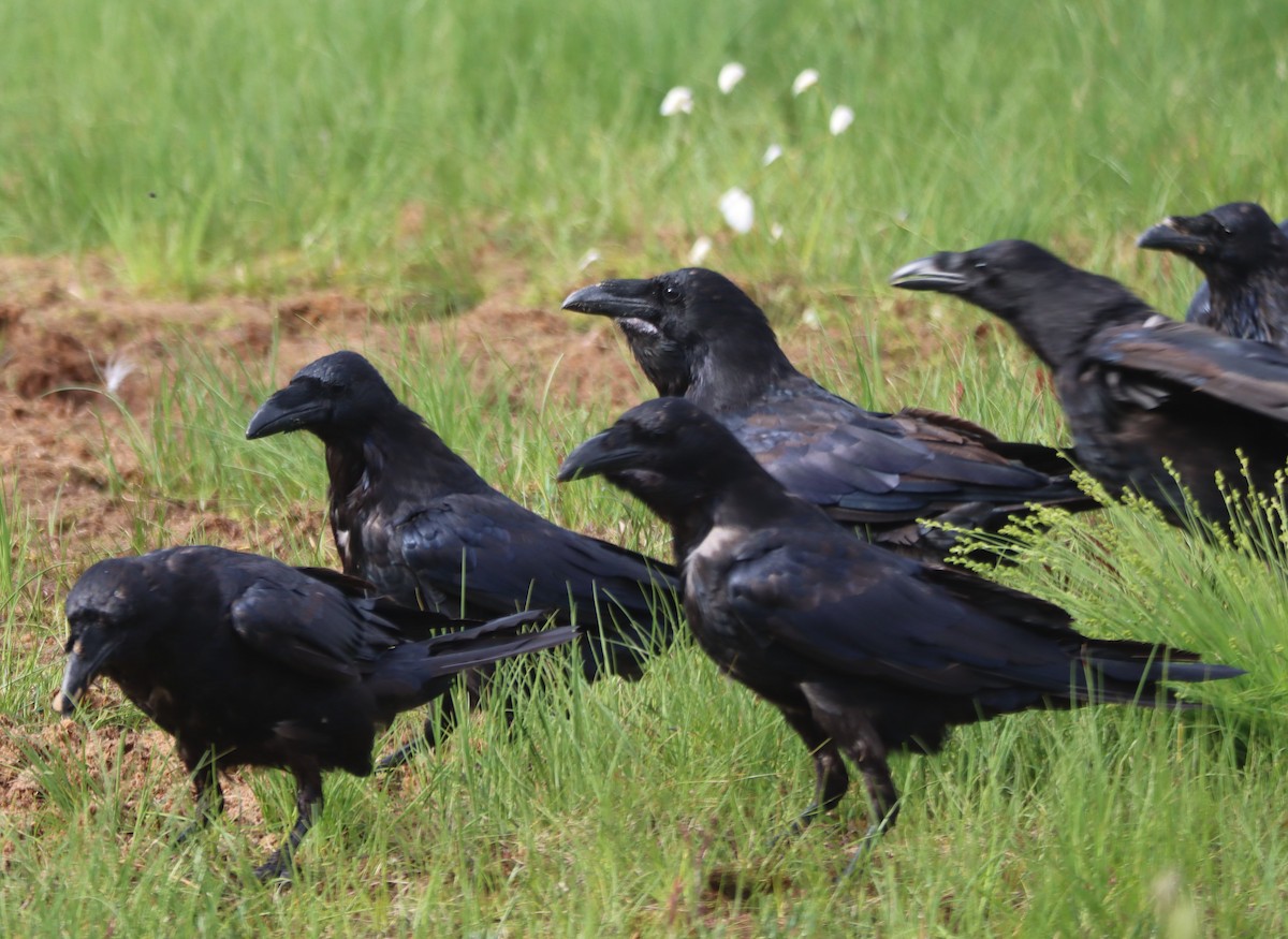 Common Raven - ML591279891