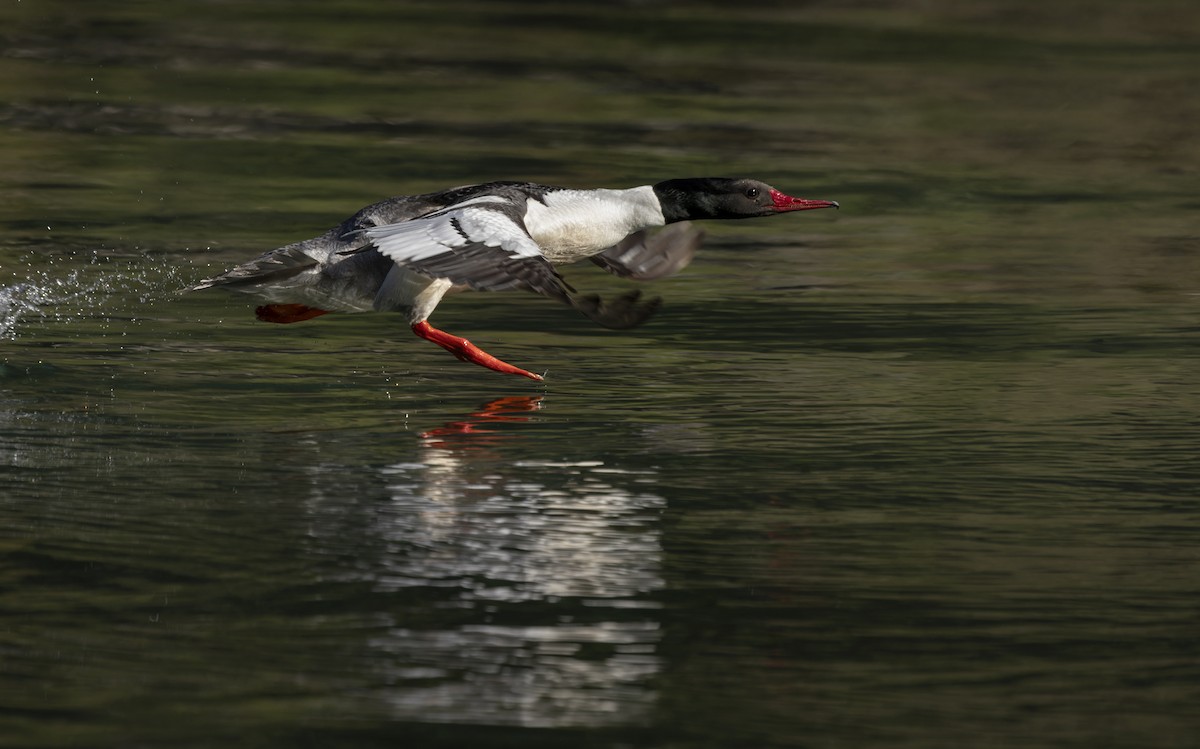 Common Merganser (North American) - Lars Petersson | My World of Bird Photography