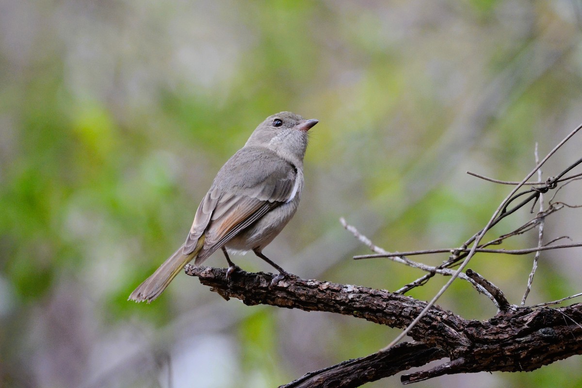 Golden Whistler (Eastern) - Lucas Russell
