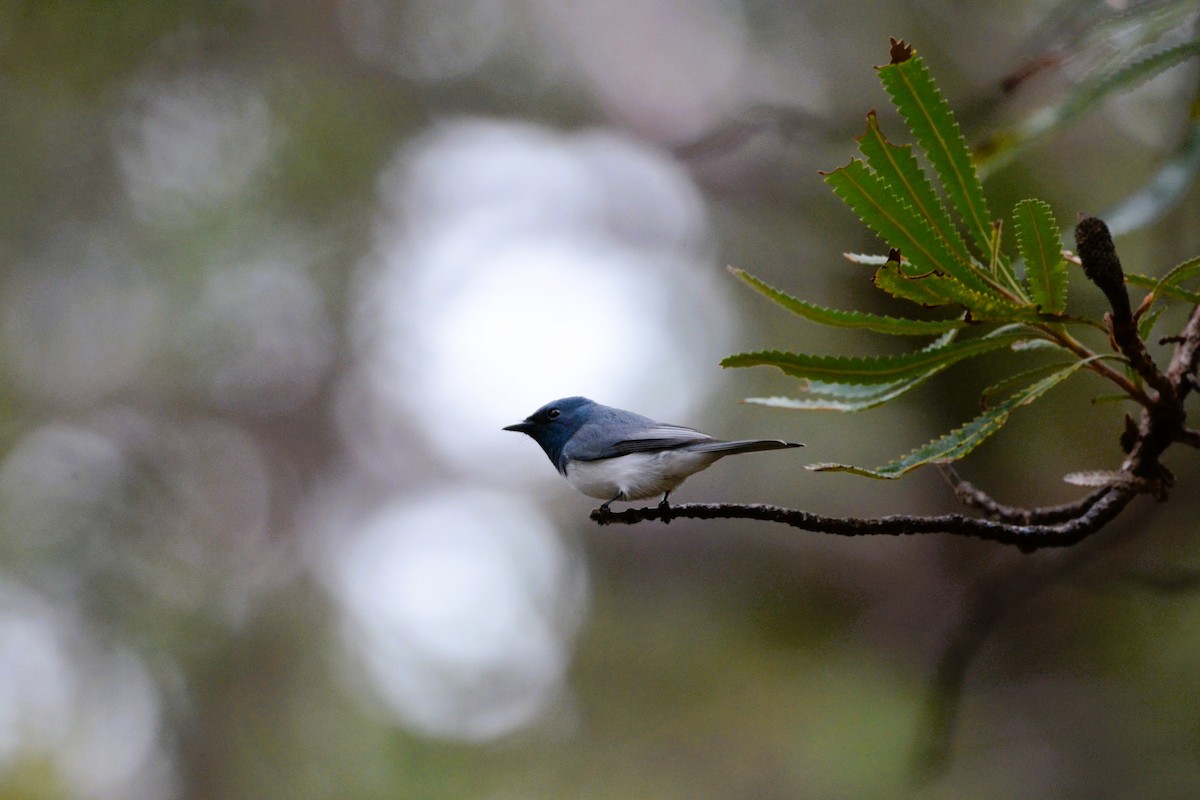 Leaden Flycatcher - ML591280641