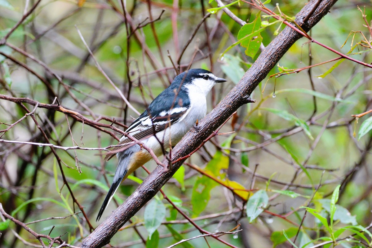 Varied Triller - ML591280741