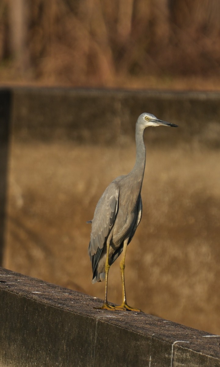 White-faced Heron - ML591281661