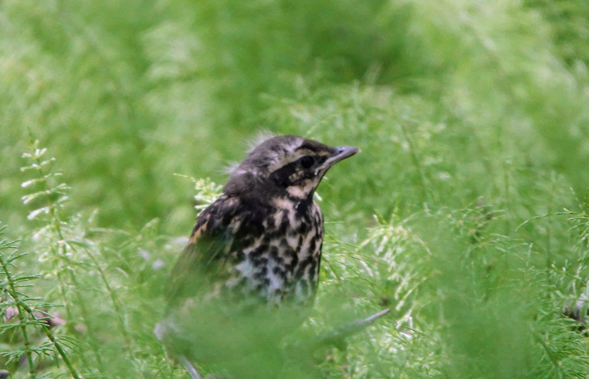 Grive mauvis - ML591281821