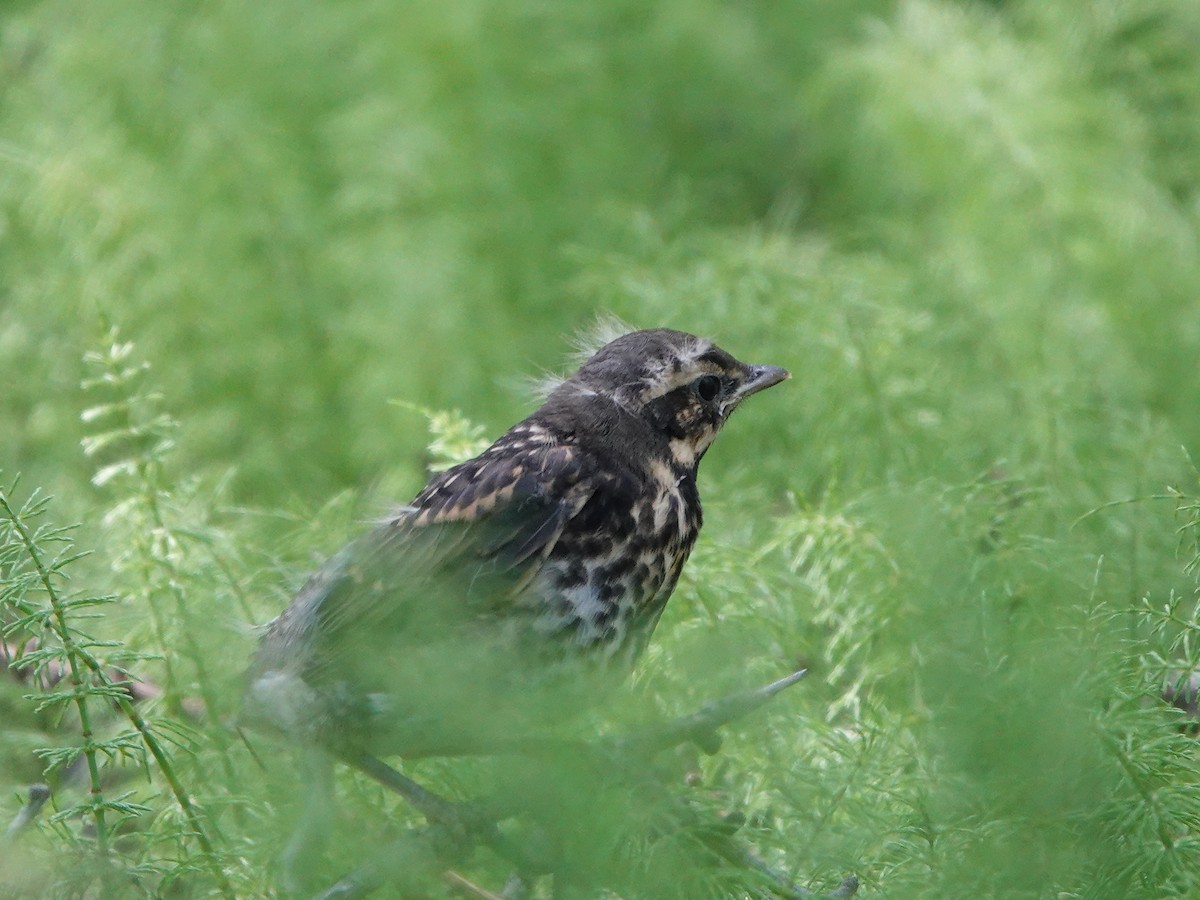 Grive mauvis - ML591281831