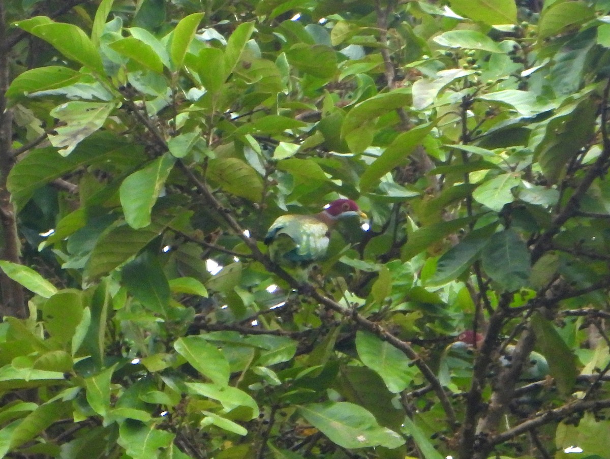 Tilopo Adornado Occidental (ornatus) - ML591282351