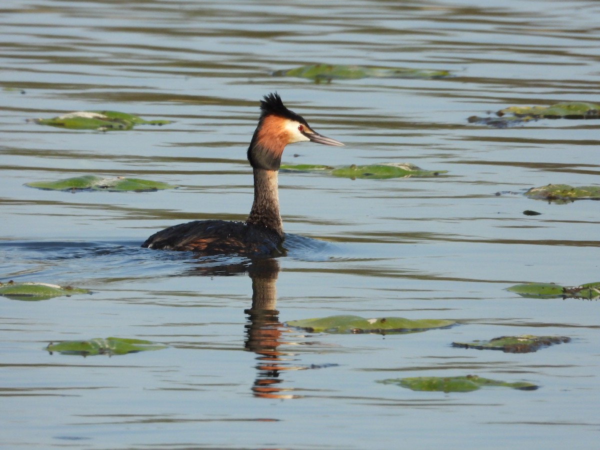 Отгот шунгуур - ML591282541