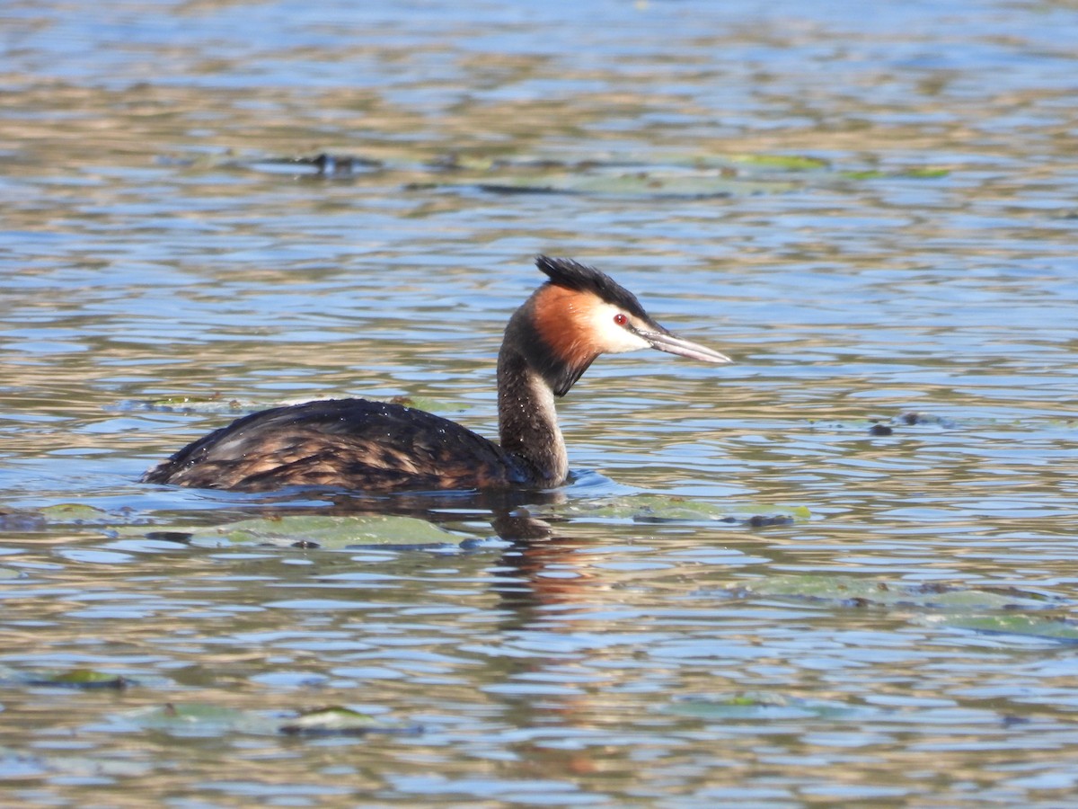 Отгот шунгуур - ML591282551