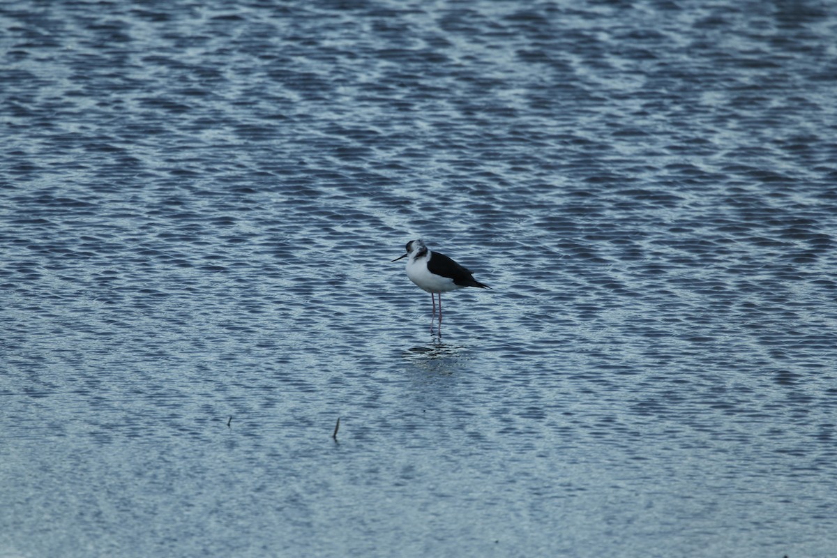 Pied Stilt - ML591282711