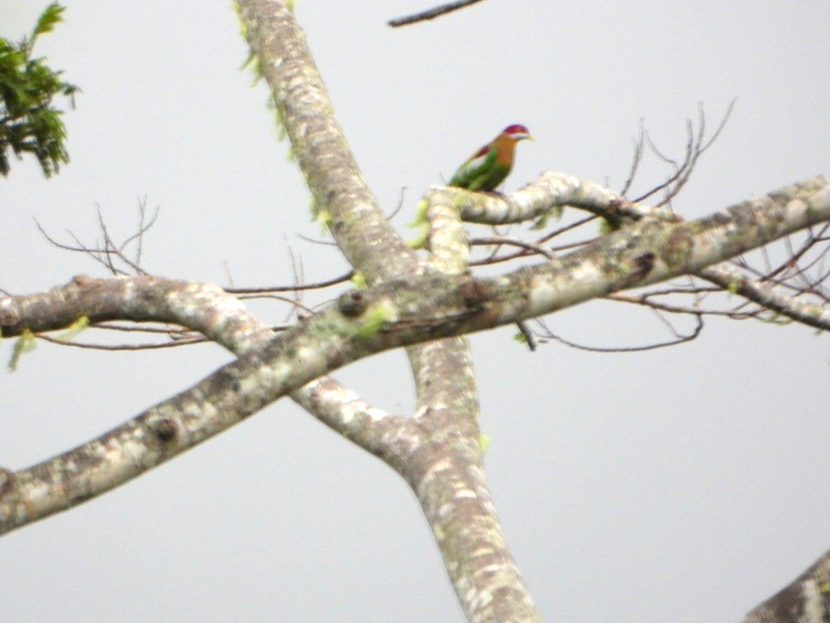 Tilopo Adornado Occidental (ornatus) - ML591282721