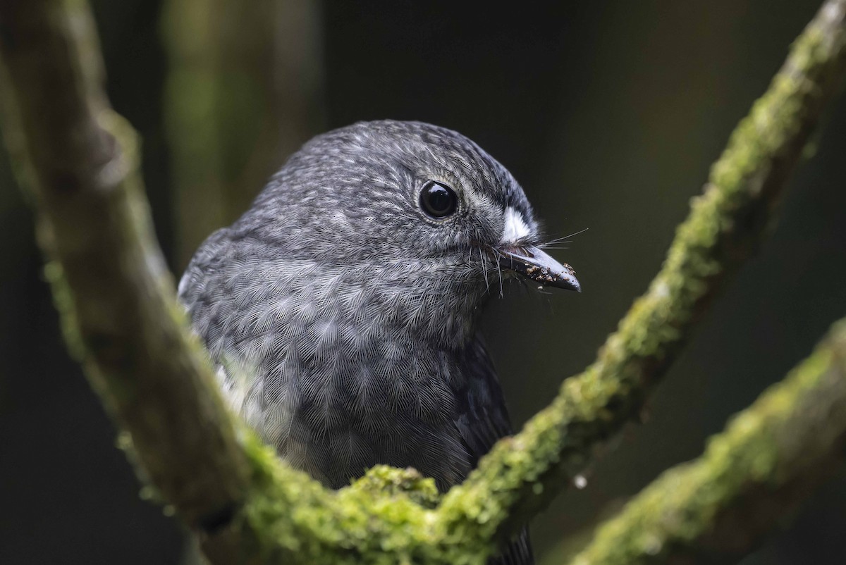 North Island Robin - Oscar Thomas