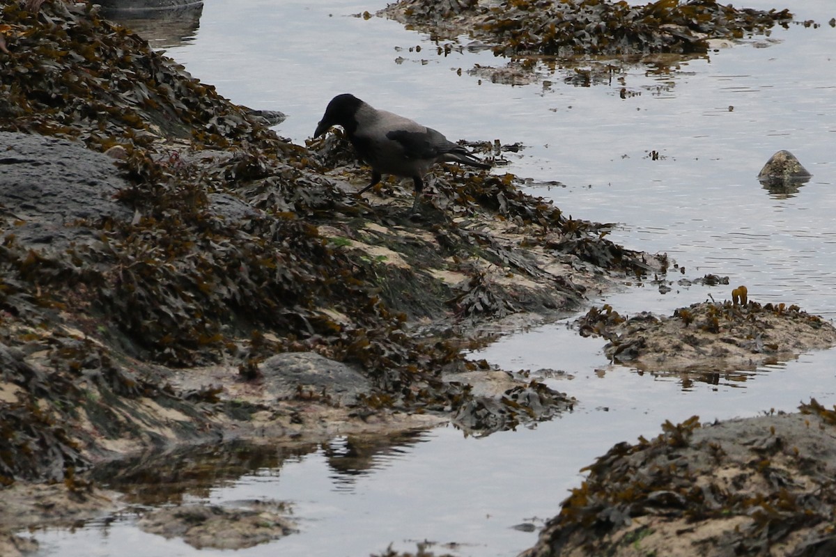 Hooded Crow - ML591283821