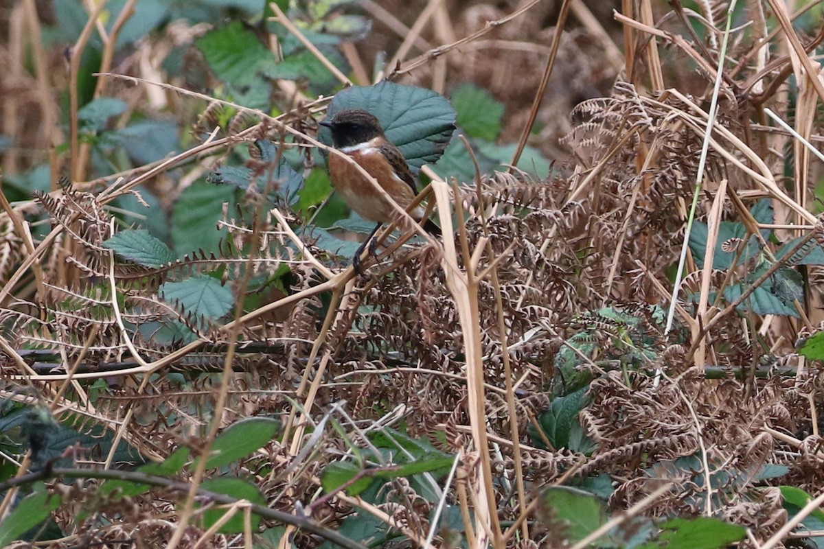 European Stonechat - ML591283871