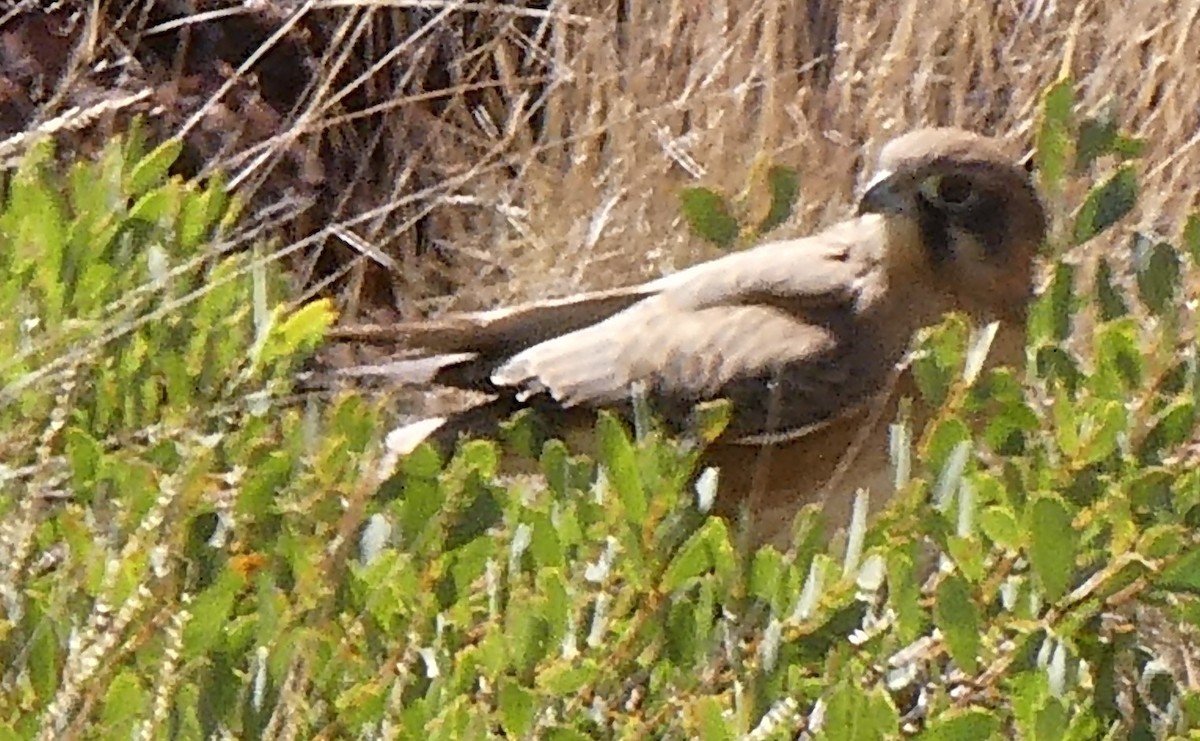 Brown Falcon - ML591284221