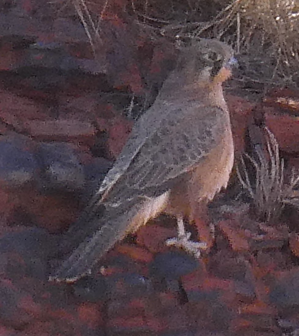 Brown Falcon - John Brown