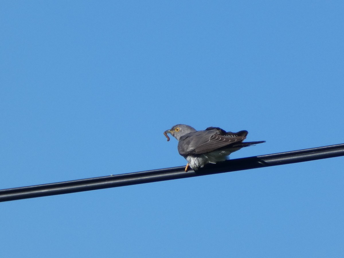 Common Cuckoo - Helder Vieira