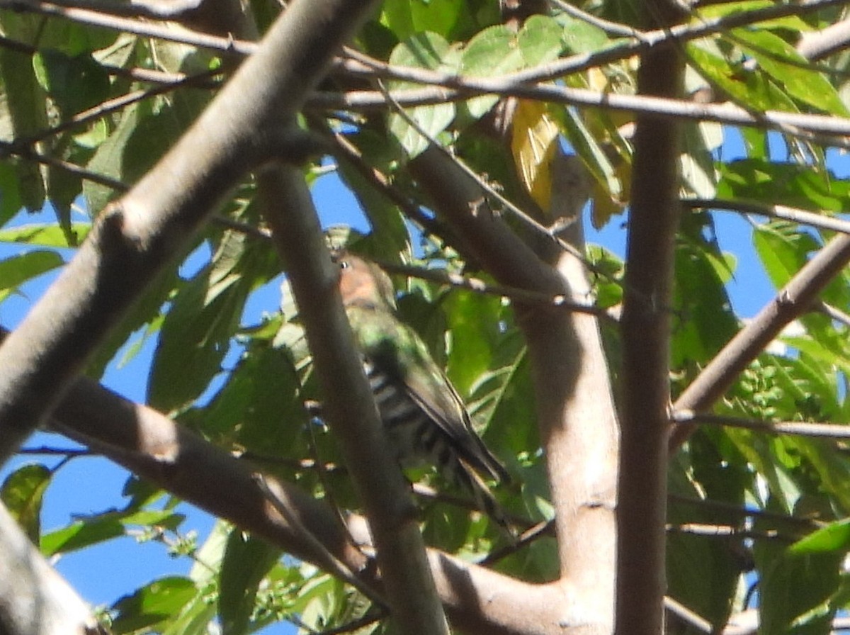 Rufous-throated Bronze-Cuckoo - ML591284921