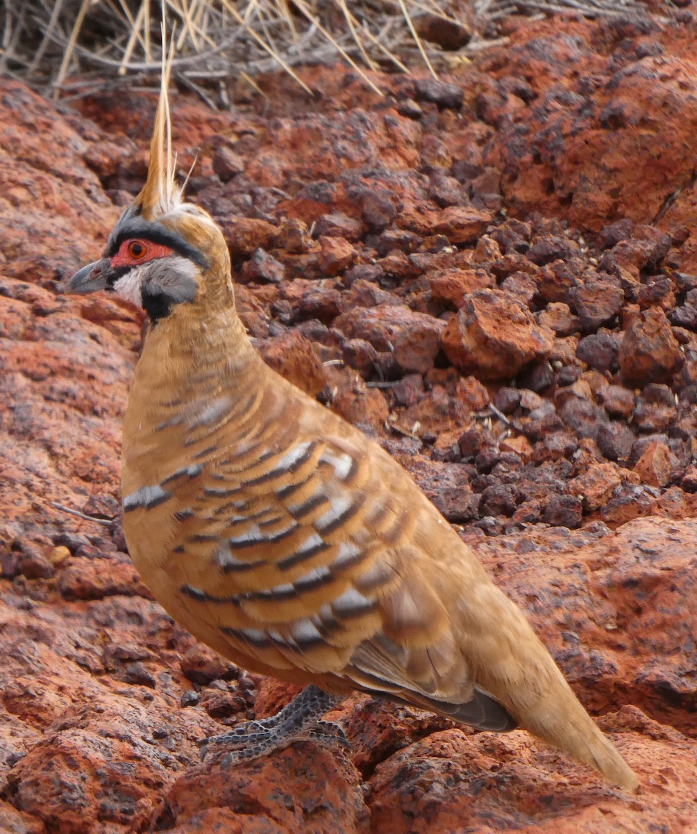 ショウキバト（ferruginea） - ML591285131