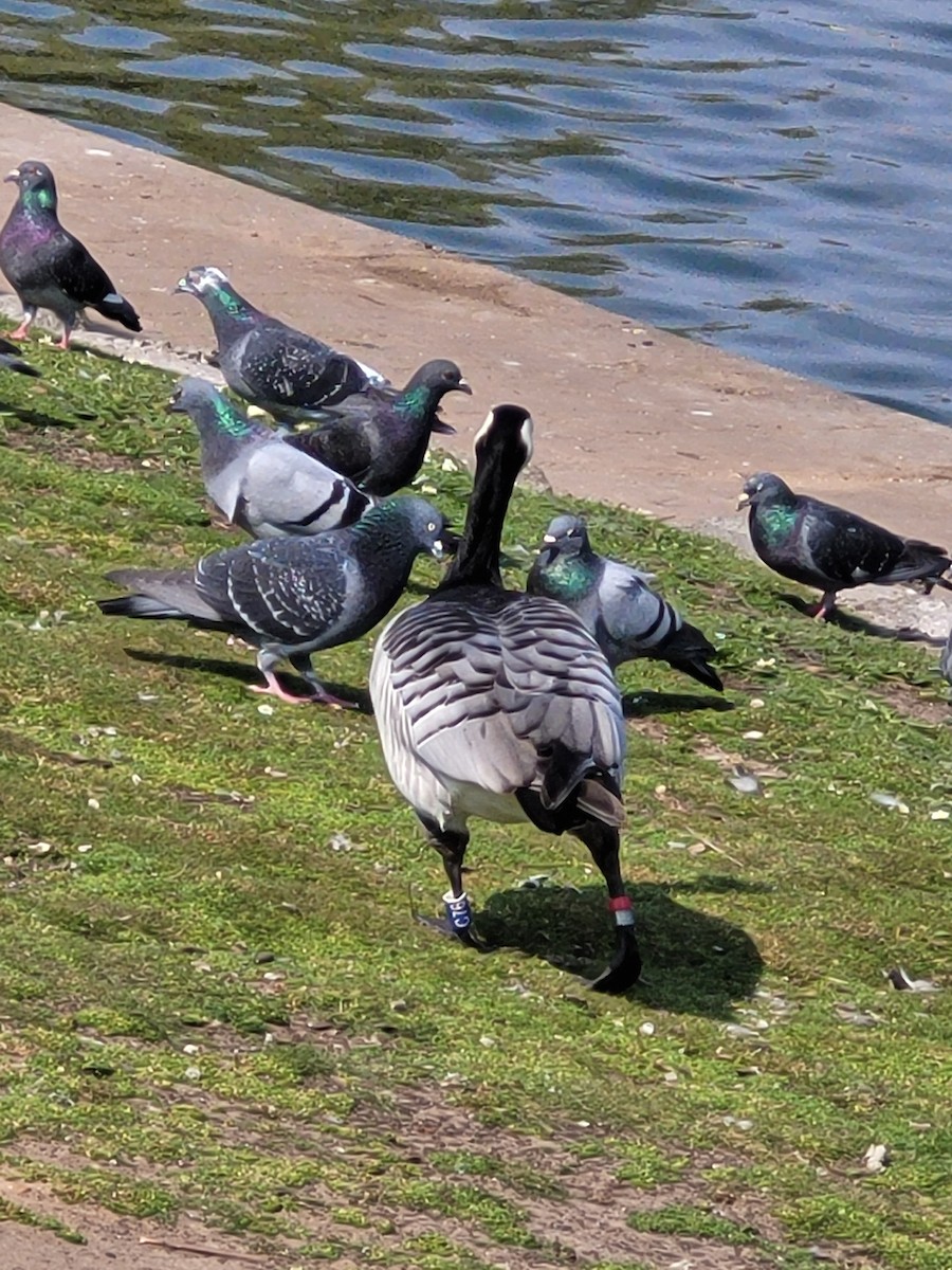 Barnacle Goose - ML591286341