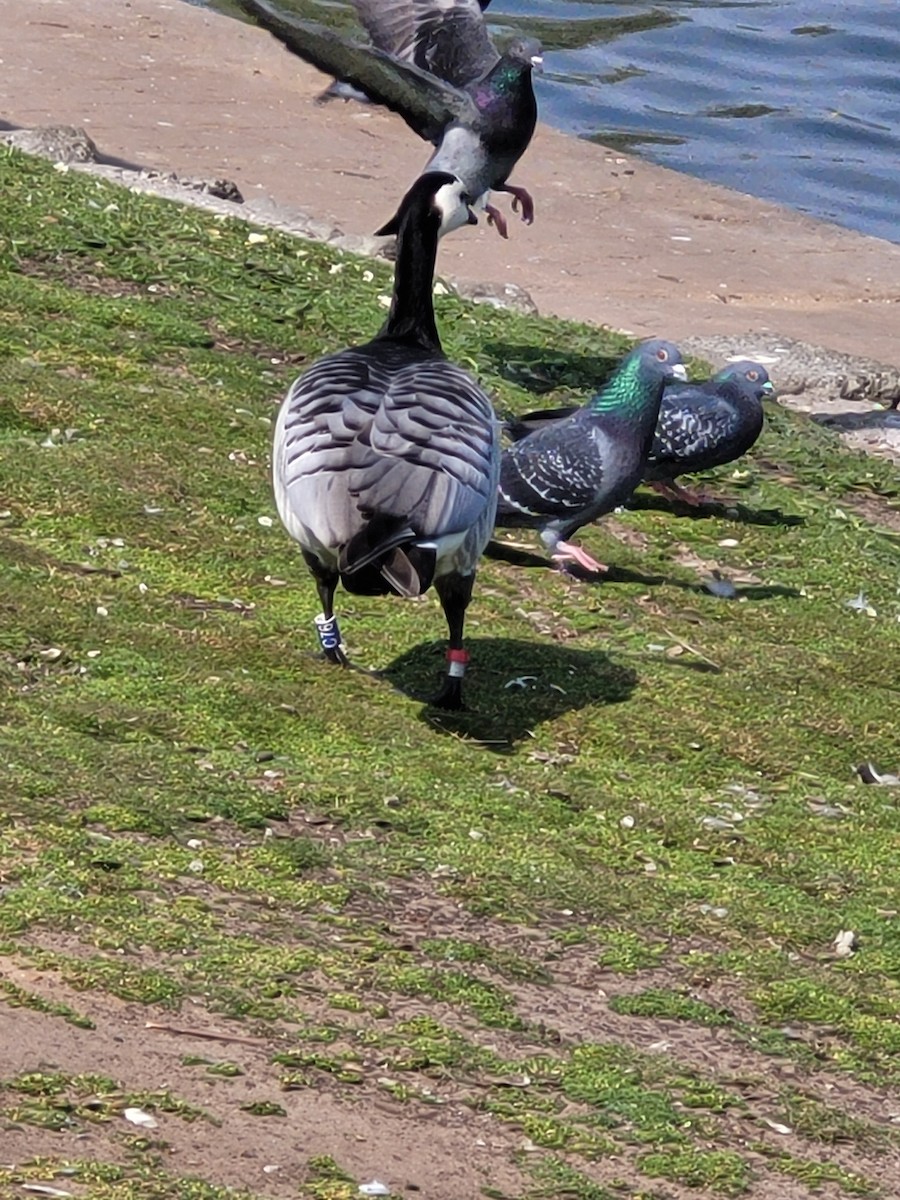 Barnacle Goose - ML591286351