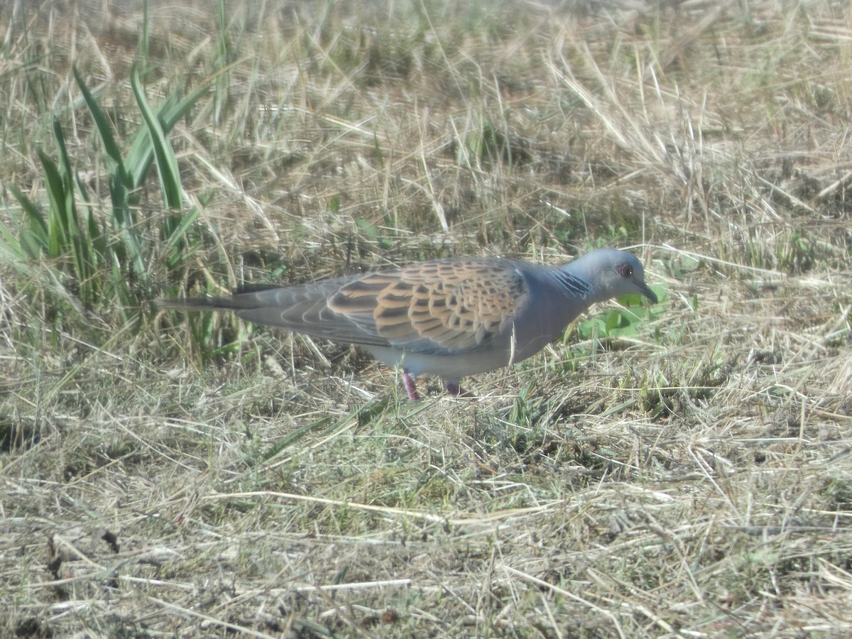 European Turtle-Dove - ML591286621