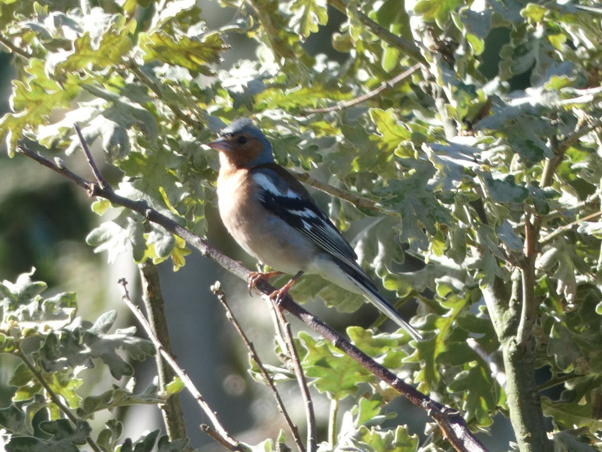 Common Chaffinch - ML591286631