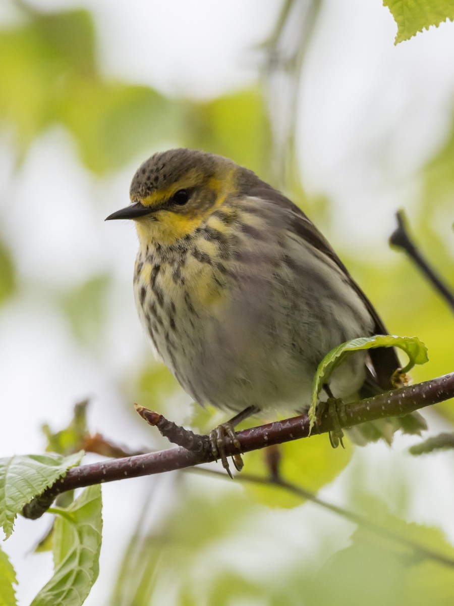 Cape May Warbler - ML59128691