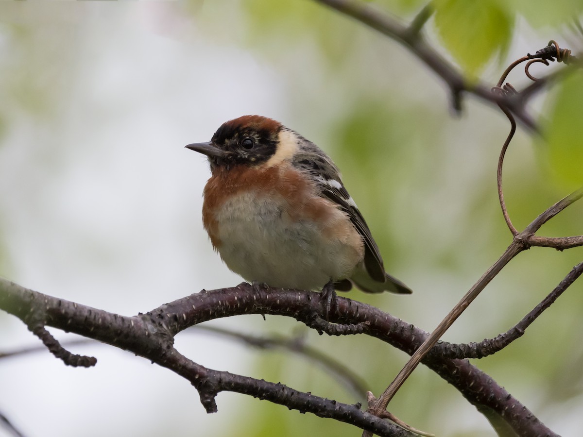 Bay-breasted Warbler - ML59128721