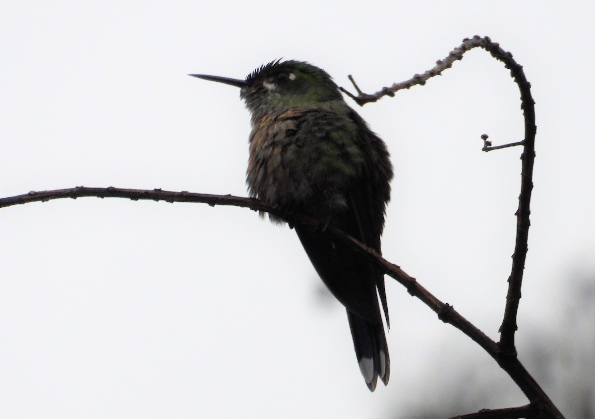 Long-tailed Sylph - ML591287211
