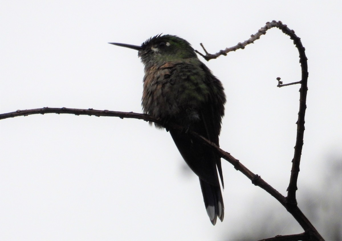 Long-tailed Sylph - Morten Winther Dahl