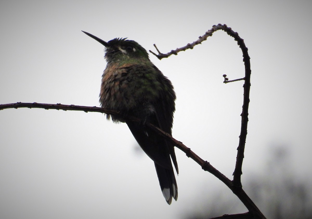 Long-tailed Sylph - ML591287301