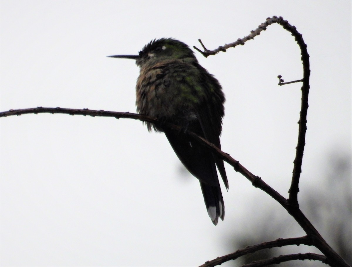 Long-tailed Sylph - ML591287381