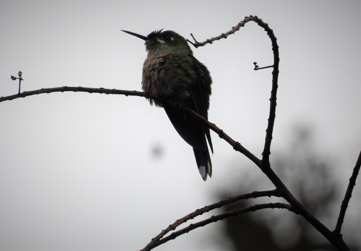 Long-tailed Sylph - ML591287391