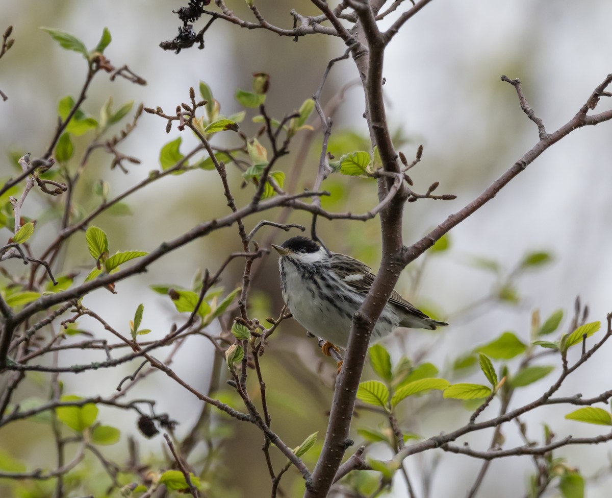 Blackpoll Warbler - Darrell Lawson